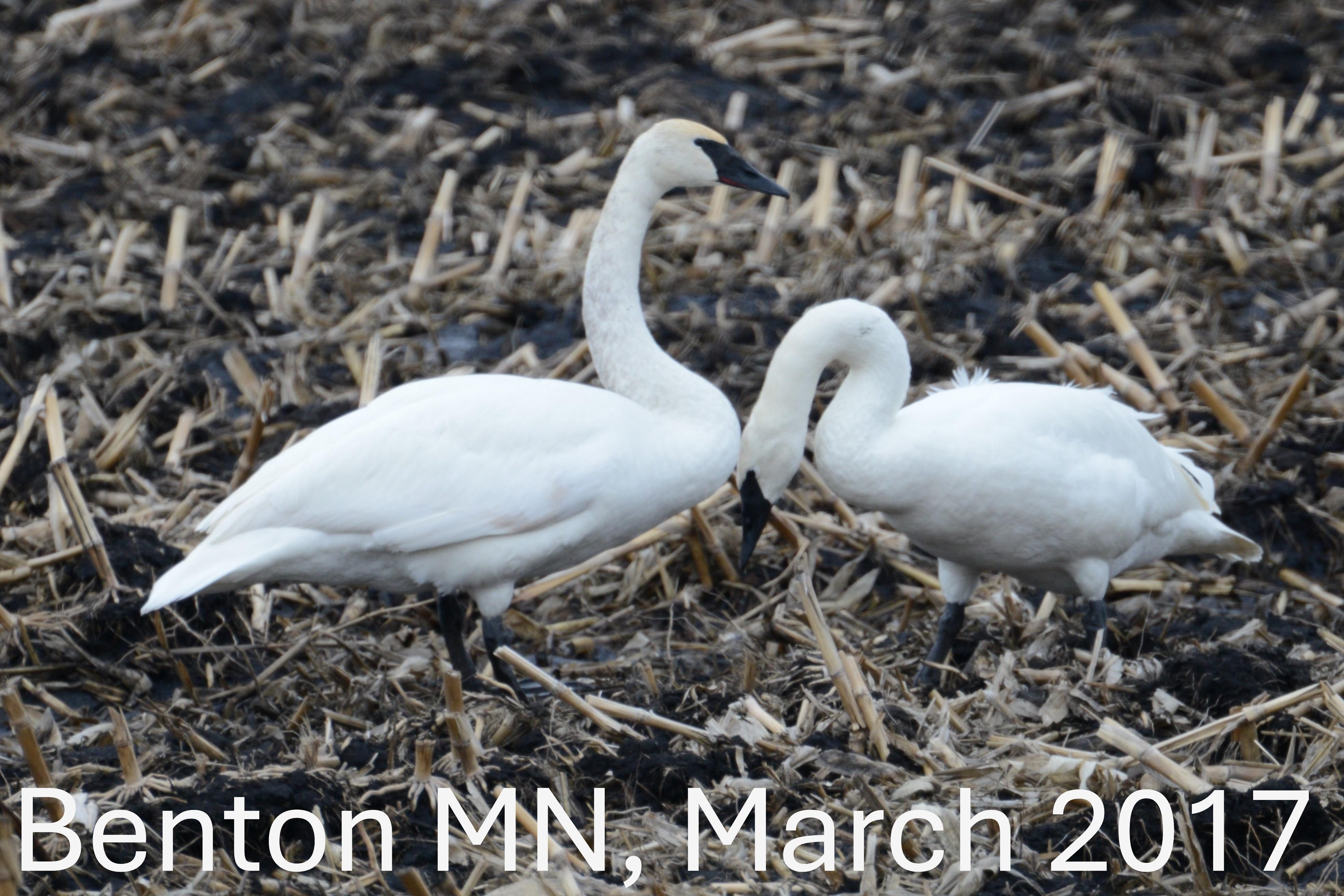 Birds of Carver County: Trumpeter Swan