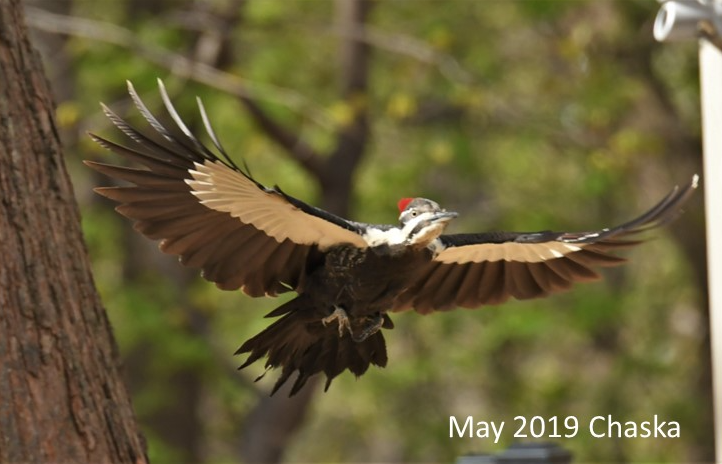 Birds of Carver County: The Pileated Woodpecker