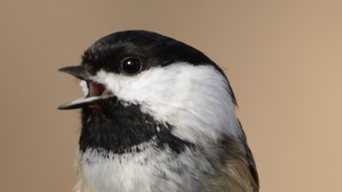 Birds of Carver County: Chickadees Calling