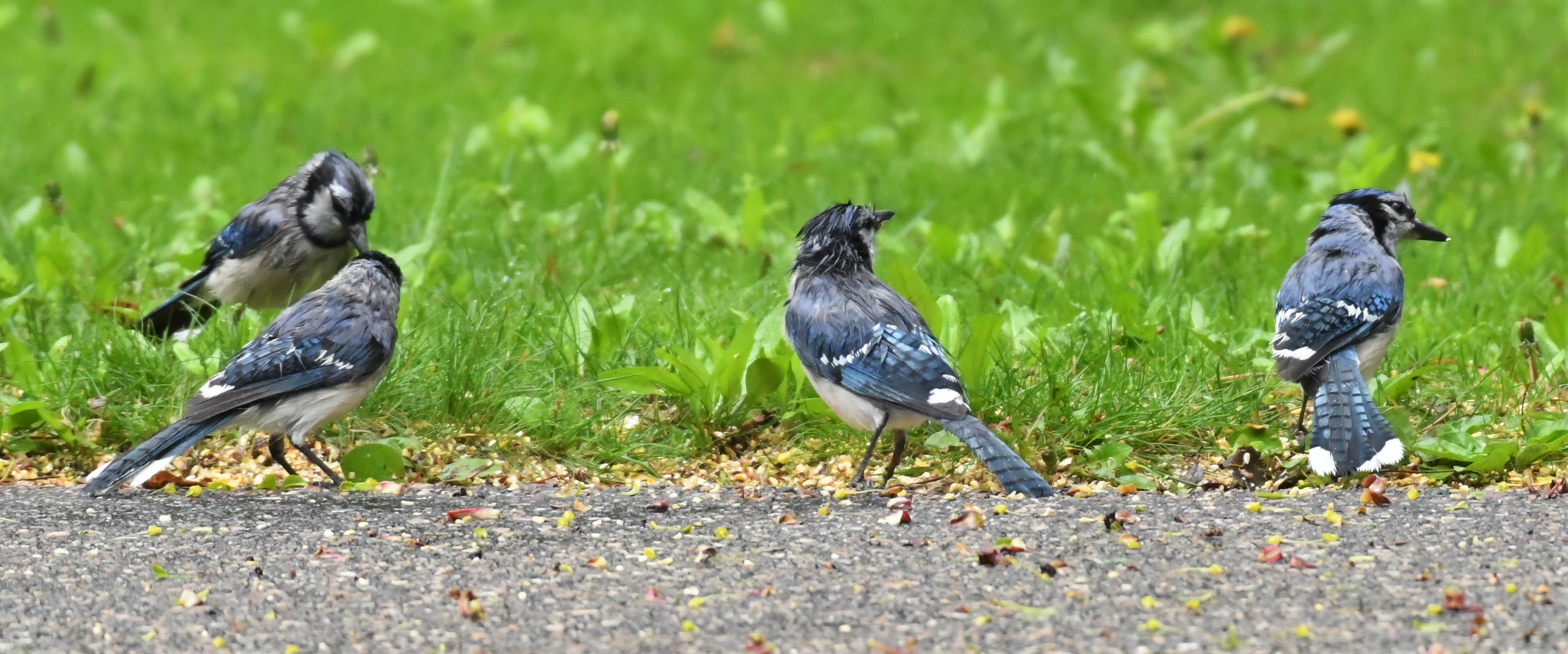 Birds of Carver County: The Blue Jay
