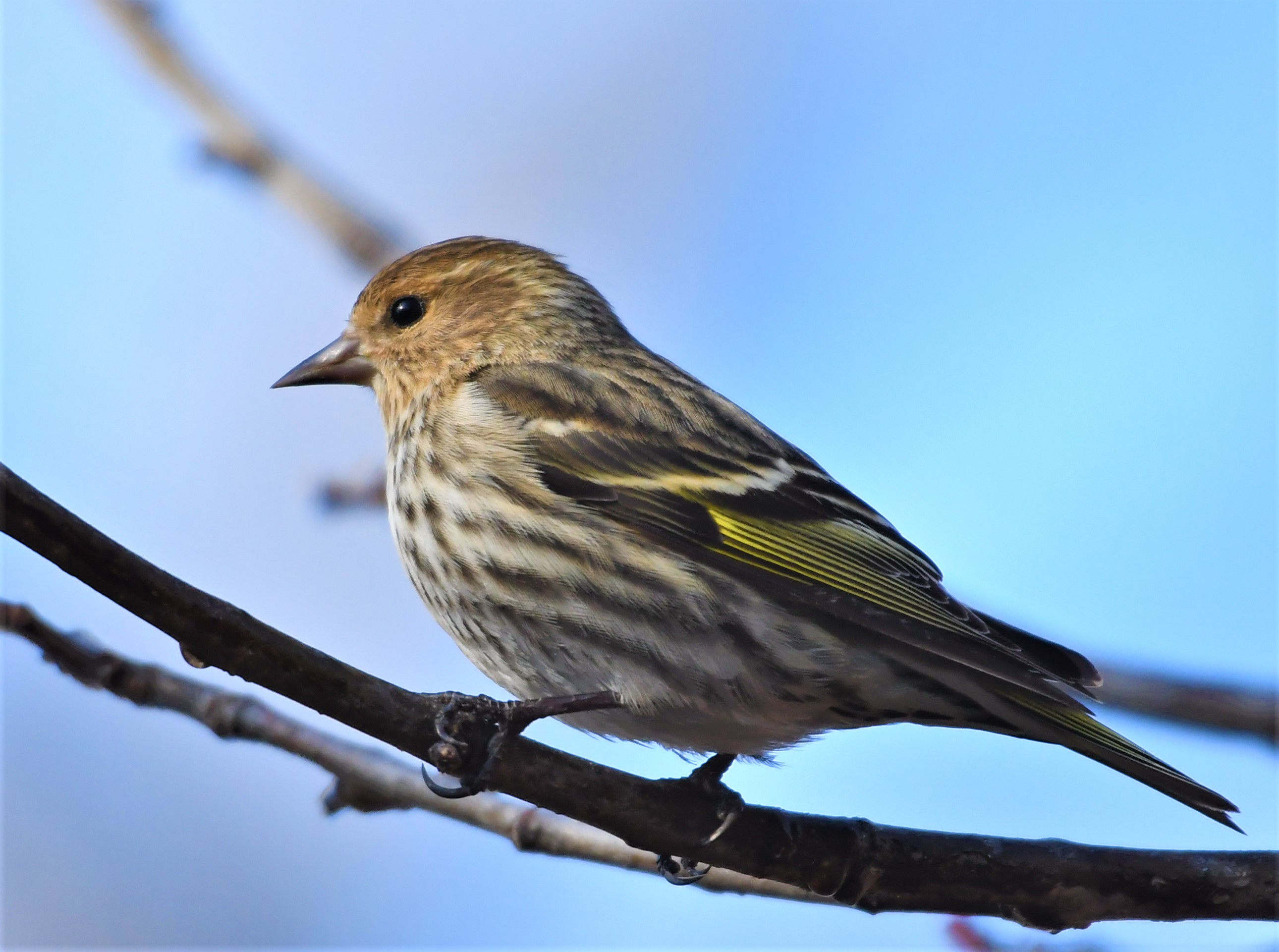 Birds of Carver County: Pine Siskin