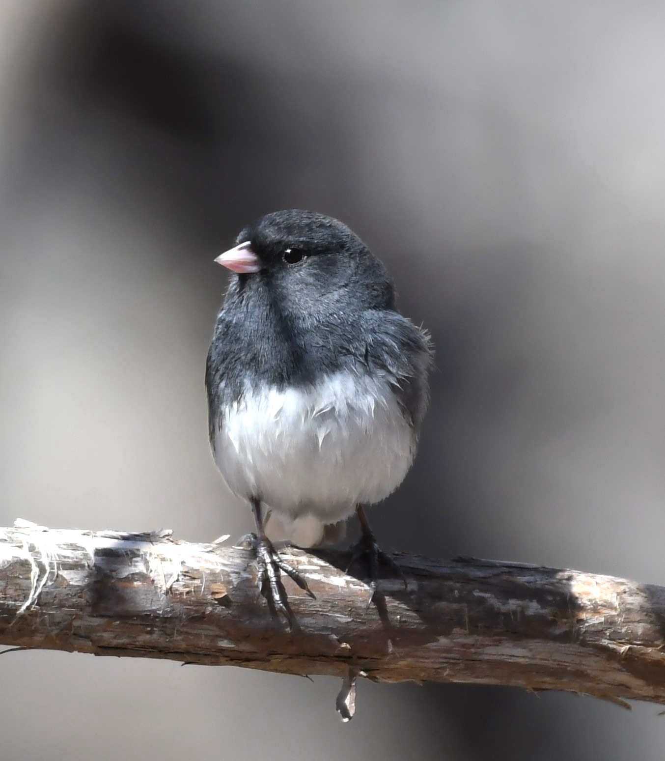 Birds of Carver County: Dark-Eyed Junco