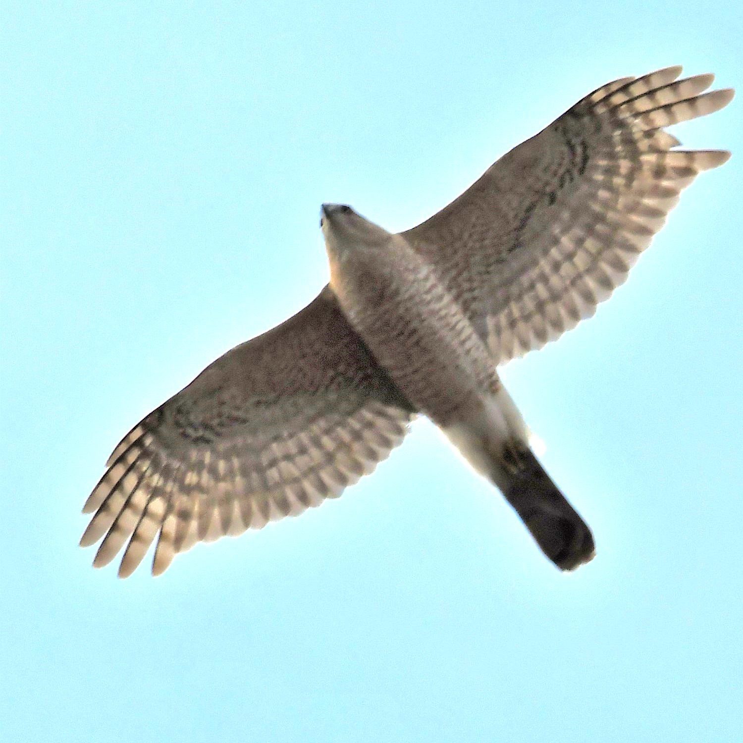 Birds of Carver County: Cooper’s Hawk