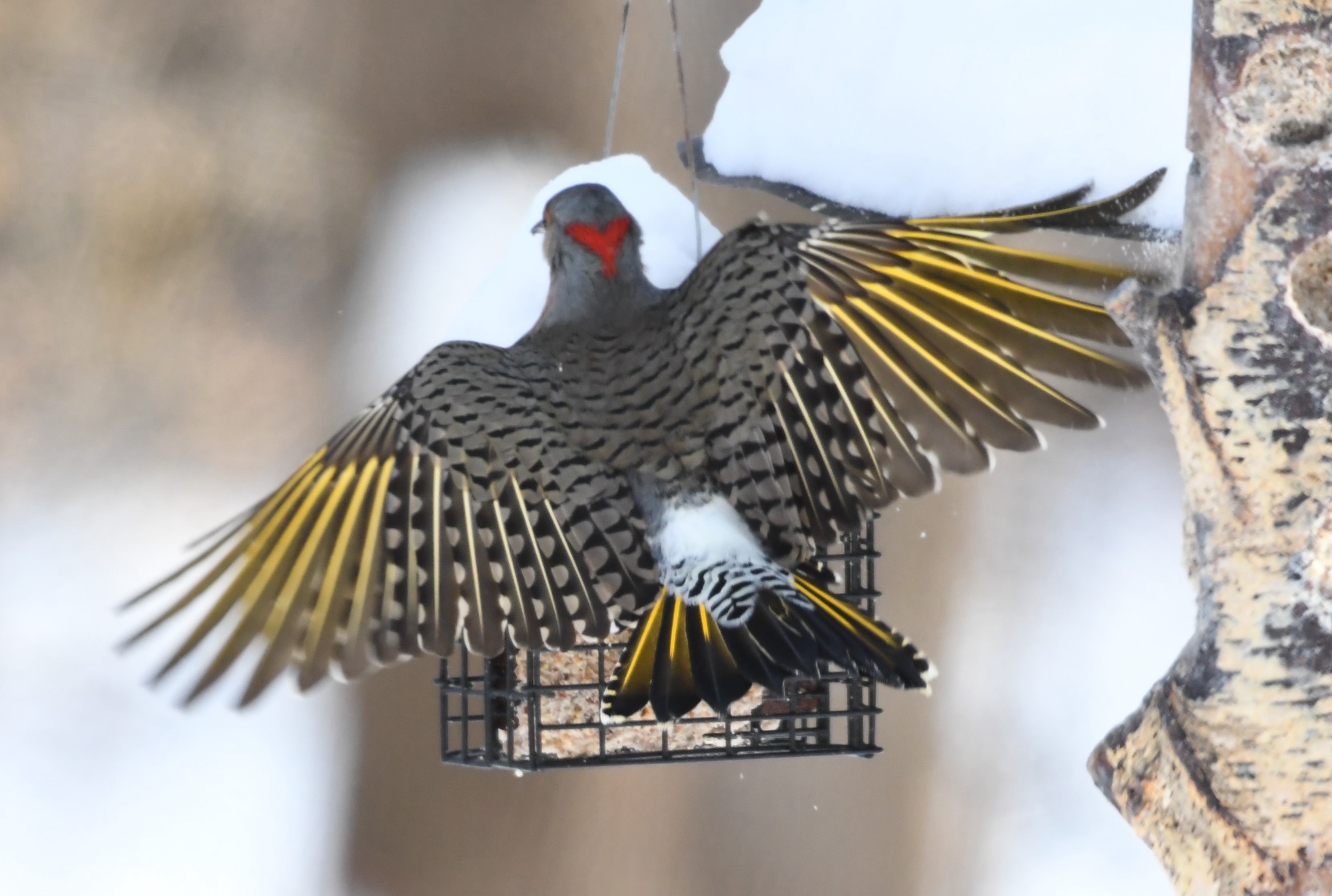 Birds of Carver County: Northern Flicker