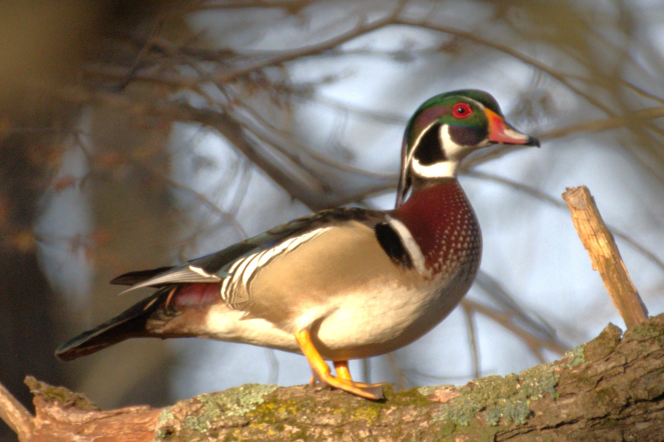 Birds of Carver County: Wood Duck