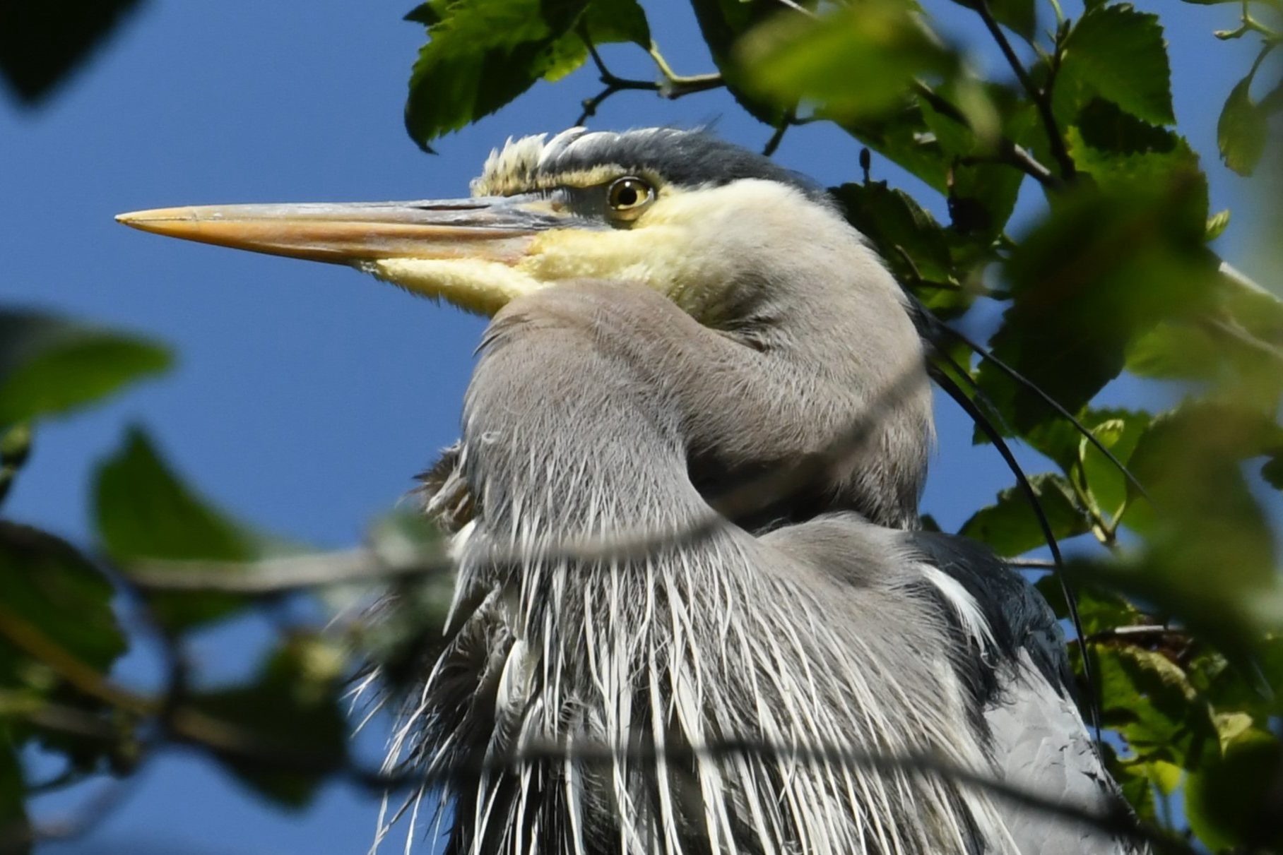Birds of Carver County: Great Blue Heron