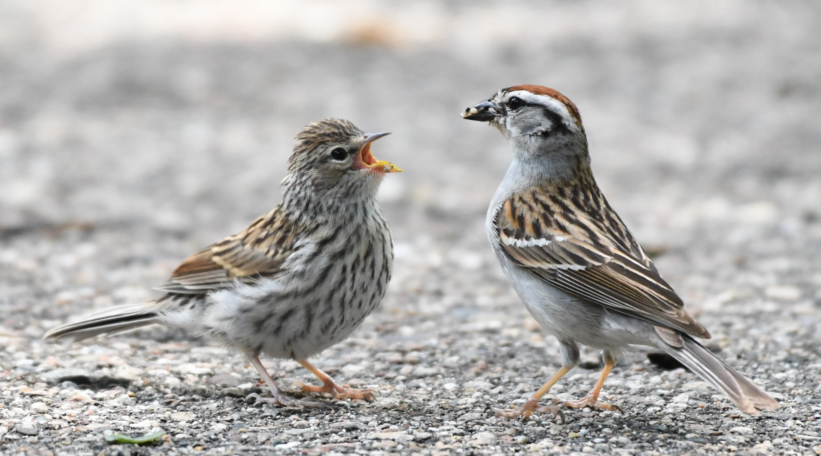 Birds of Carver County: Summer Birds