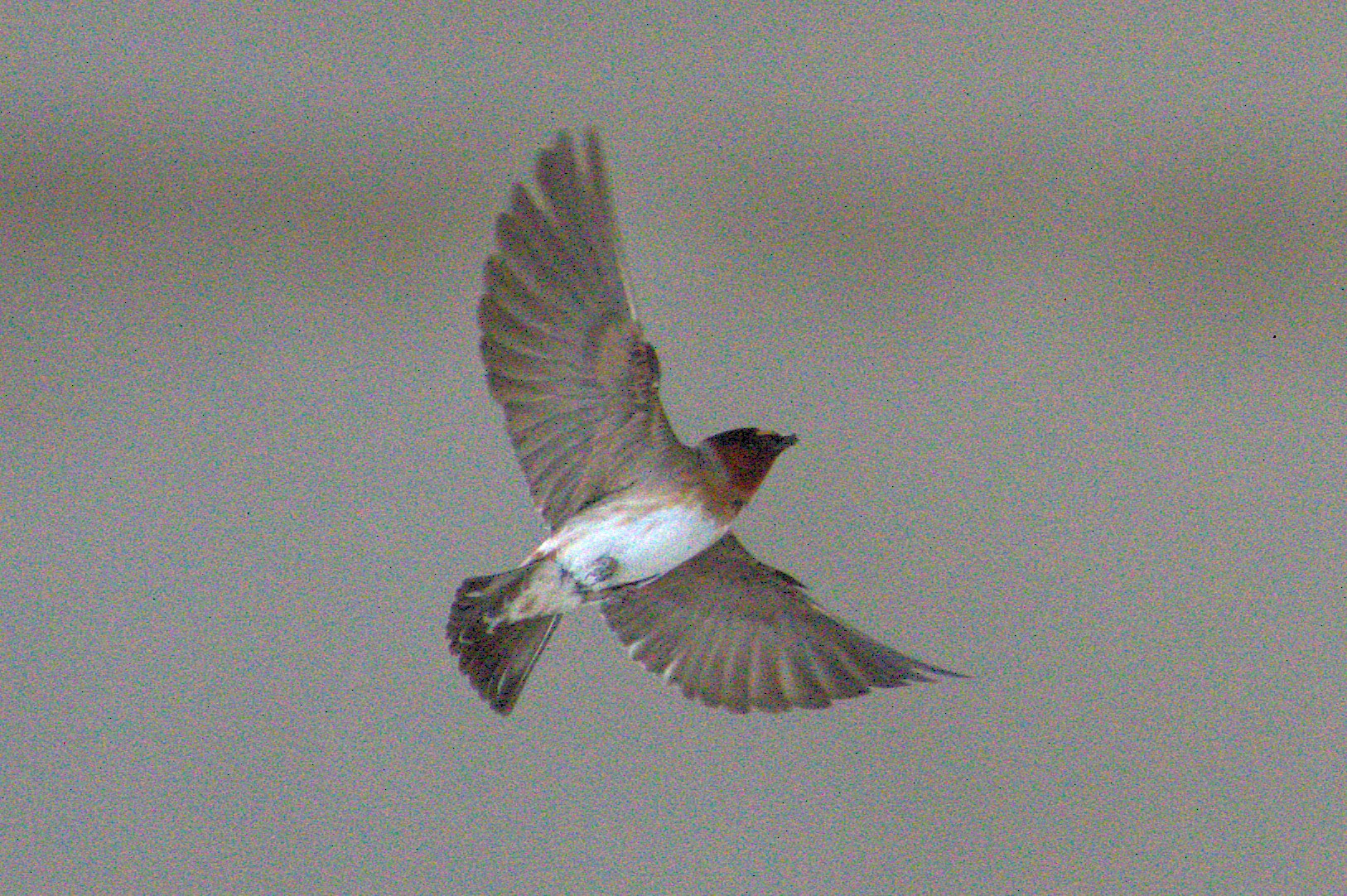 Birds of Carver County: Cliff Swallow