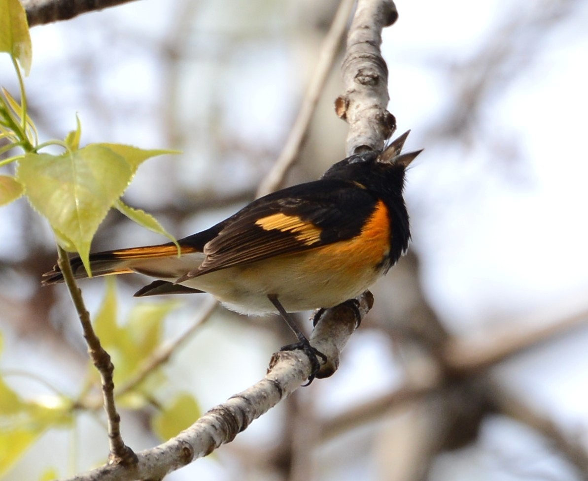Birds of Carver County: American Redstart
