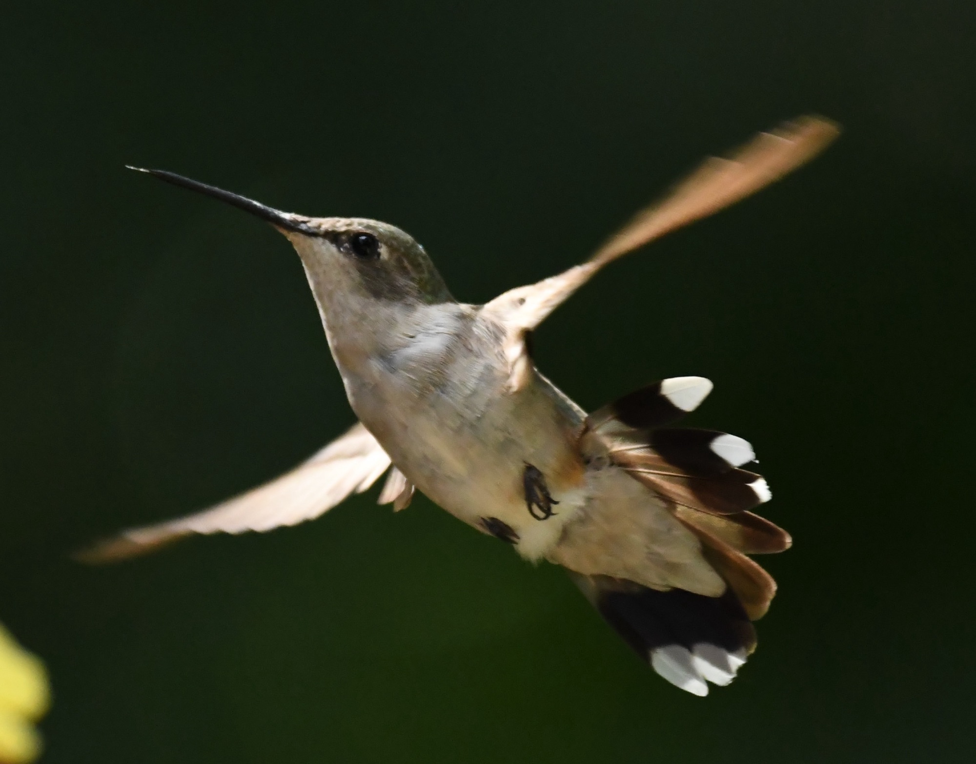 Birds of Carver County: Ruby-throated Hummingbird