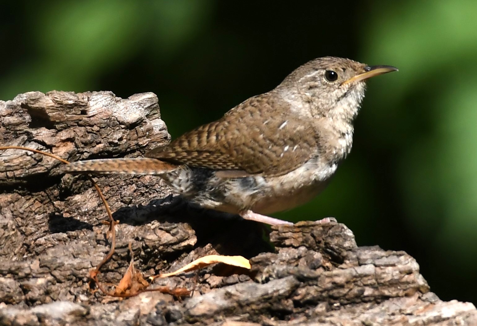 Birds of Carver County: Northern House Wren