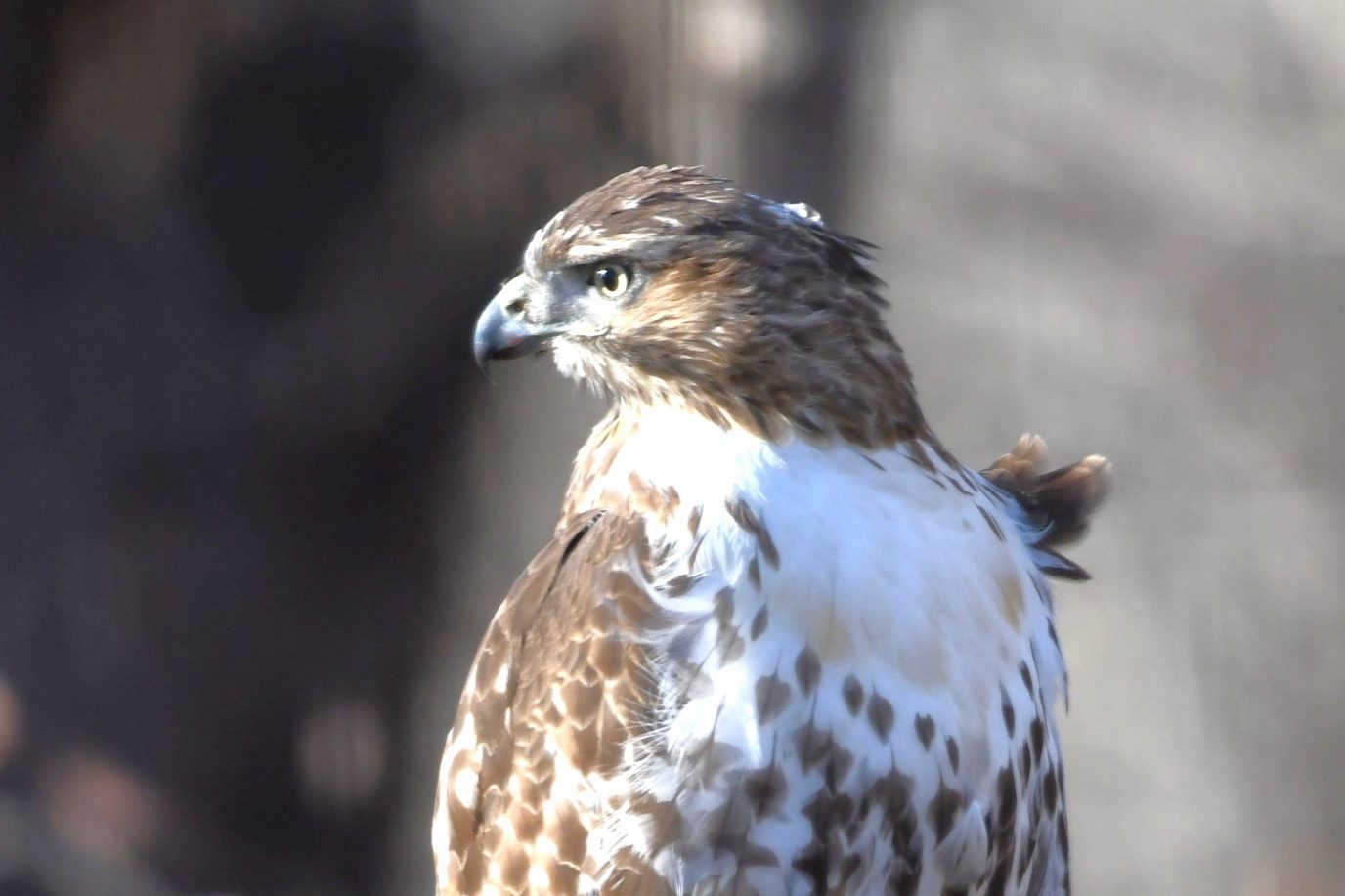 Birds of Carver County: Red-tailed Hawk