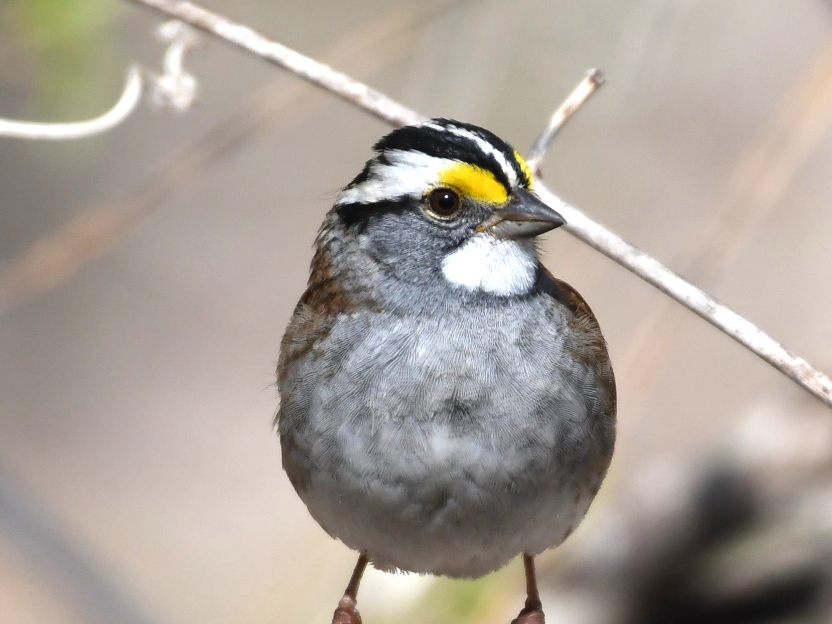 Birds of Carver County: White-throated Sparrow