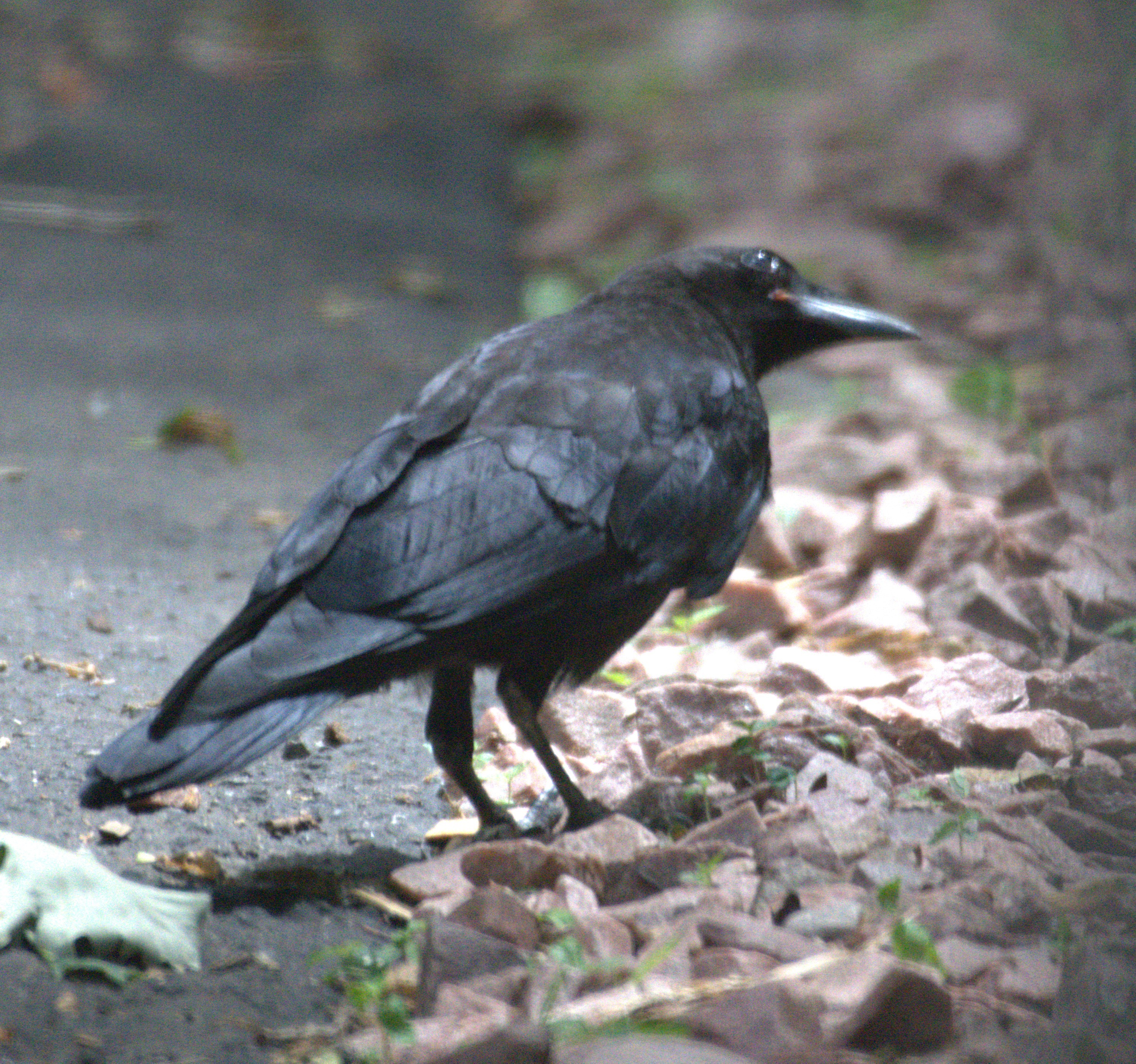 Birds of Carver County: American Crow – Carver County Local News