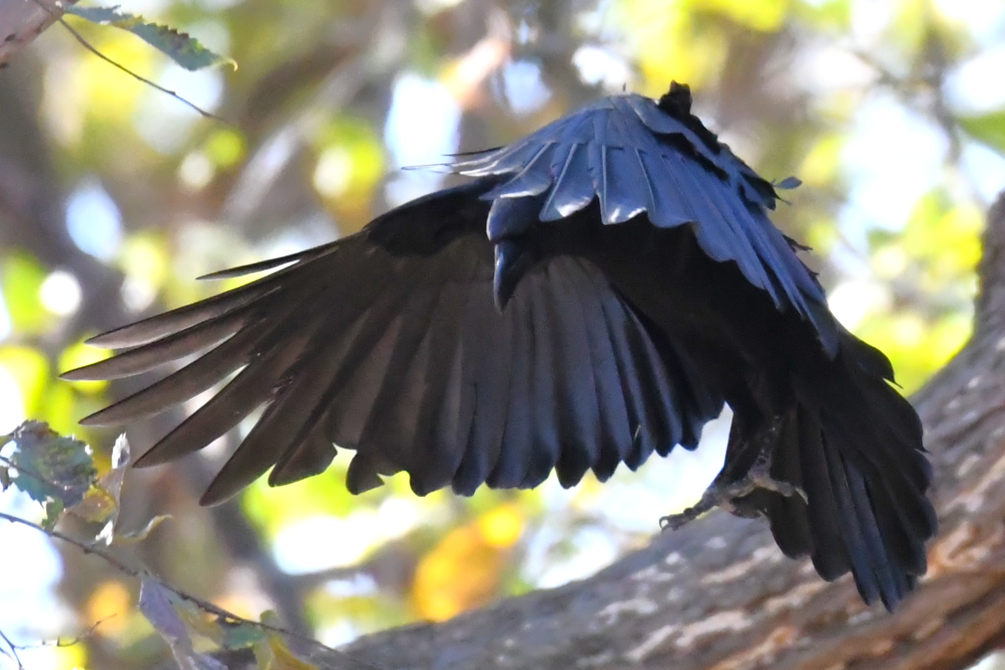 Birds of Carver County: American Crow – Carver County Local News