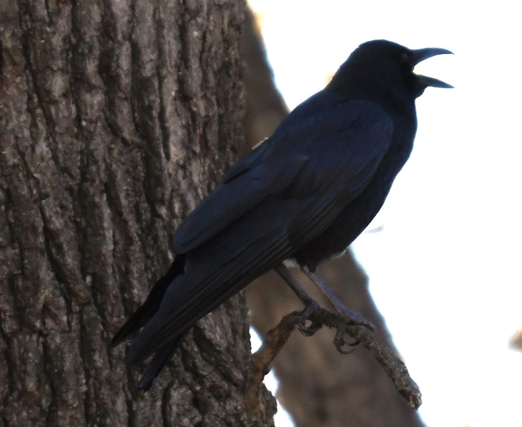 American-Crow-2a-110525-Neil-