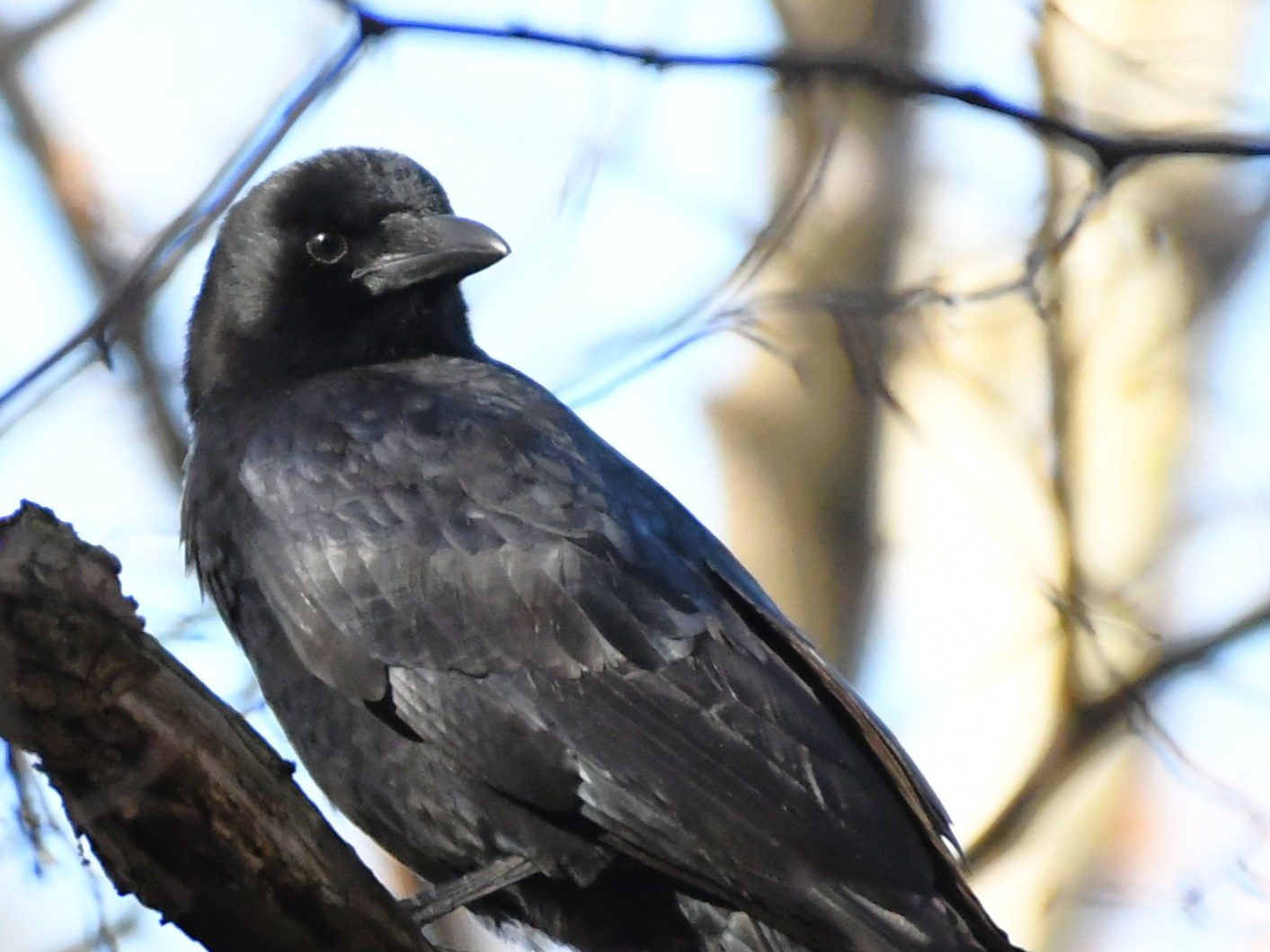 Birds of Carver County: American Crow