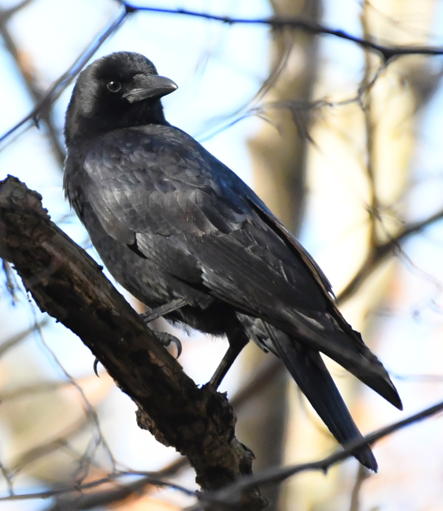 Birds of Carver County: American Crow – Carver County Local News