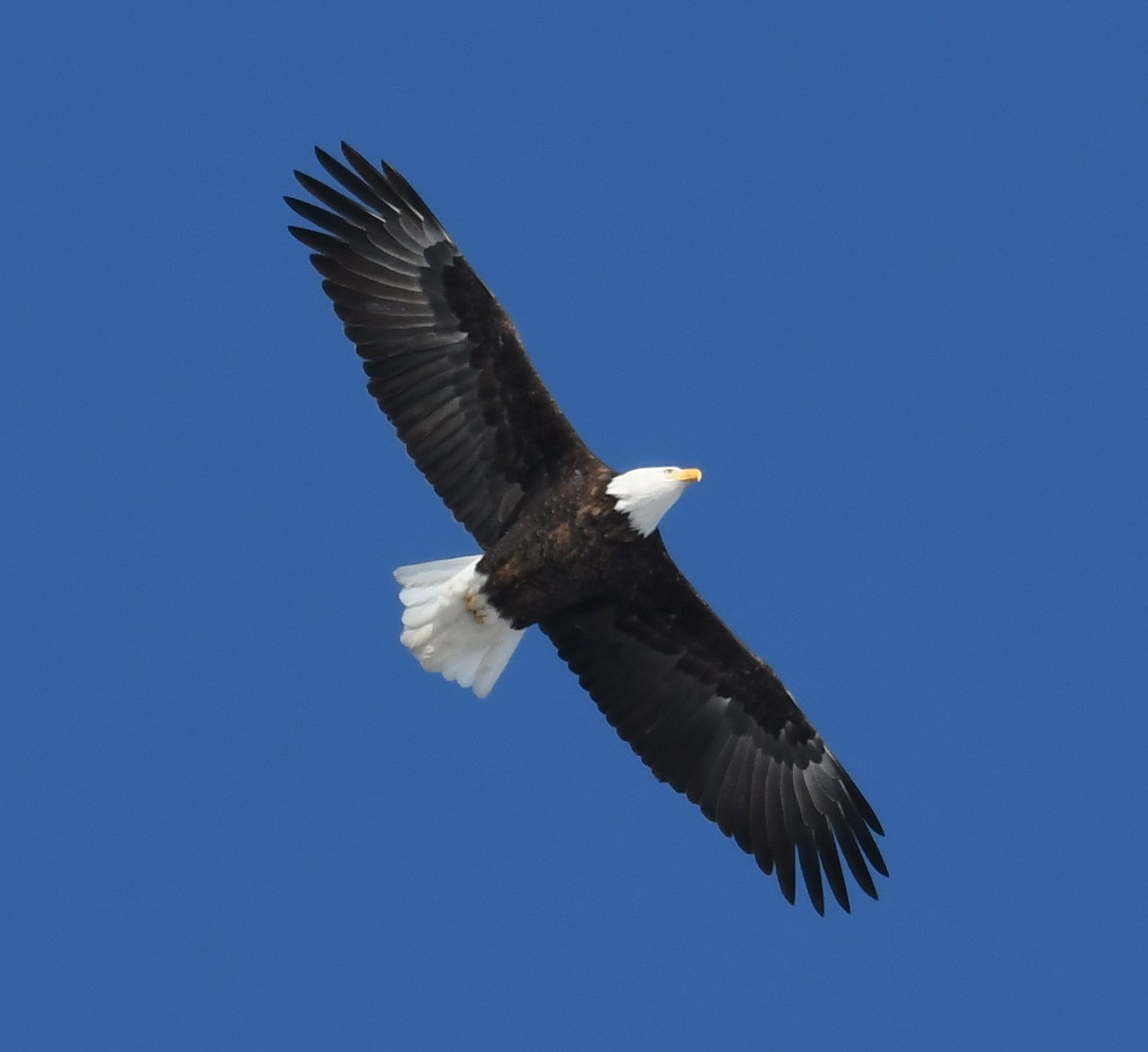 Birds of Carver County: Bald Eagle