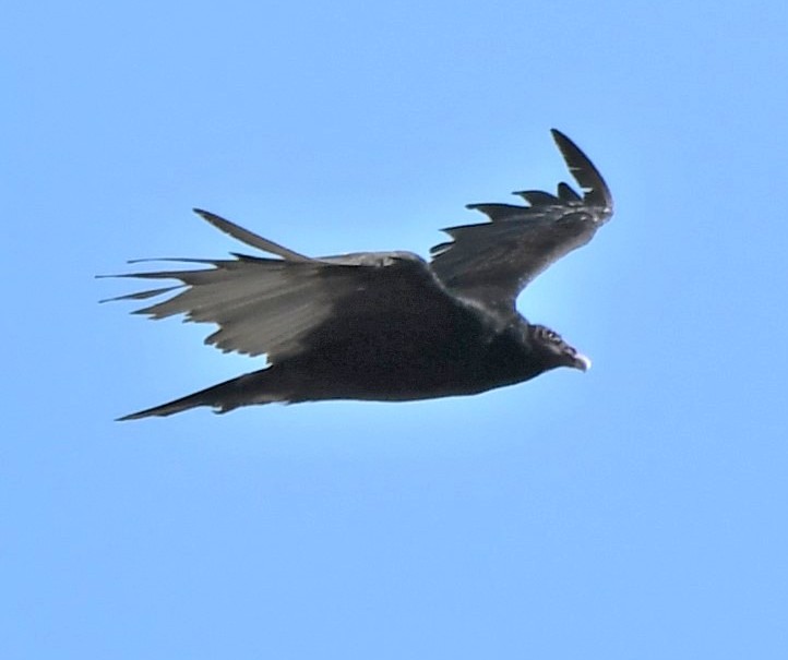 Birds of Carver County: Turkey Vulture
