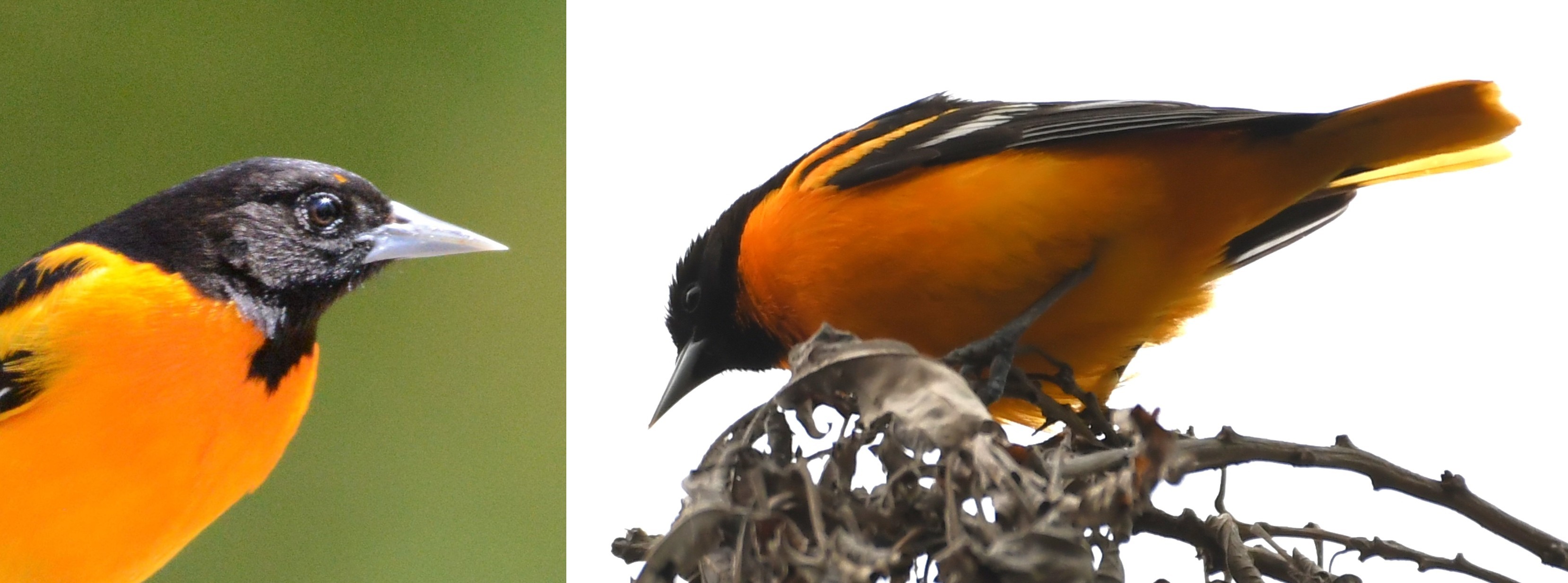 Birds of Carver County: Baltimore Oriole