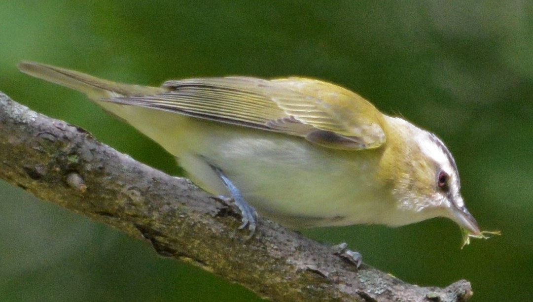 Birds of Carver County Red-eyed Vireo
