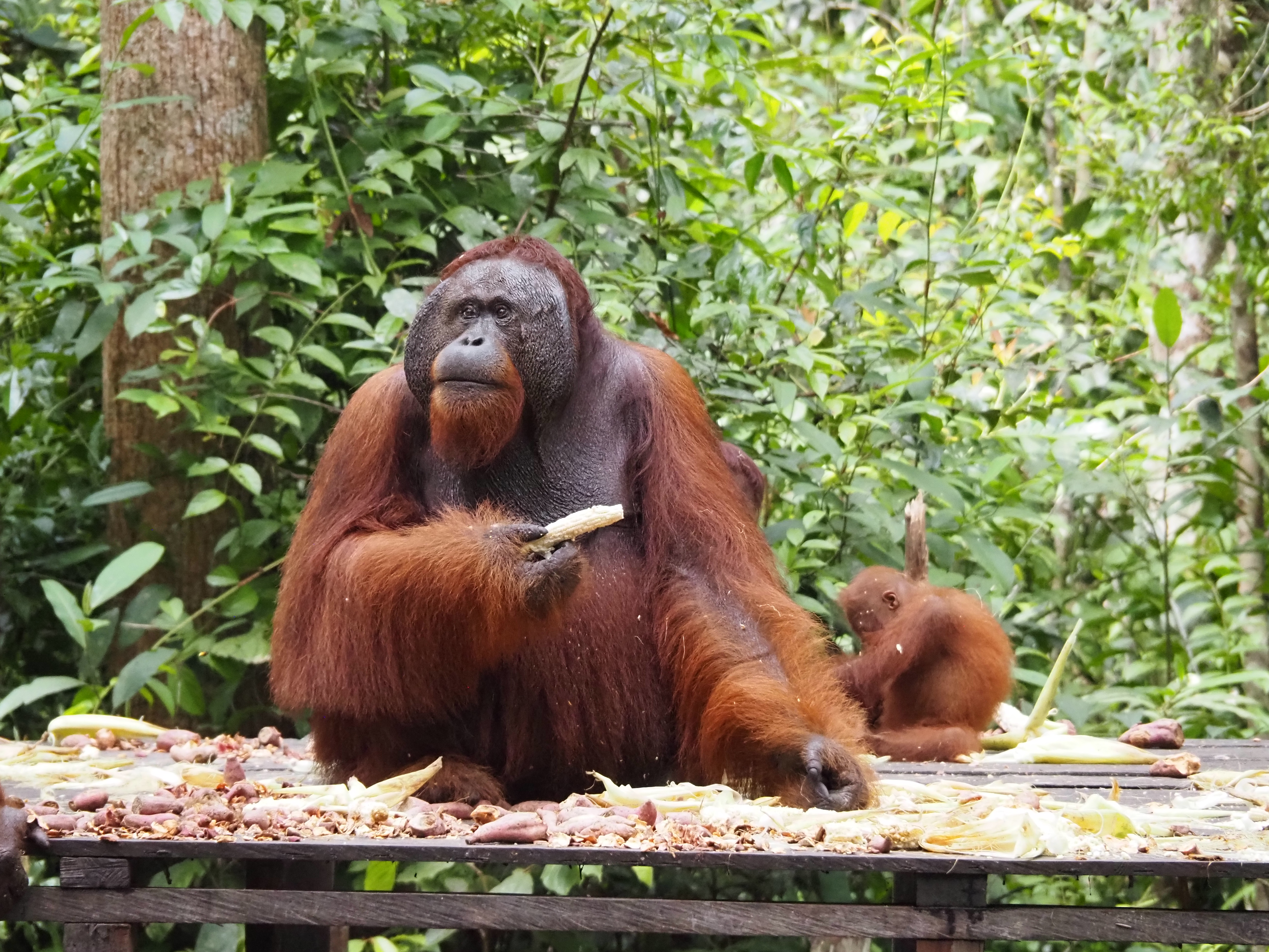 Wanderlust and Well-Being: Indonesia Part 2 – Thar be Dragons