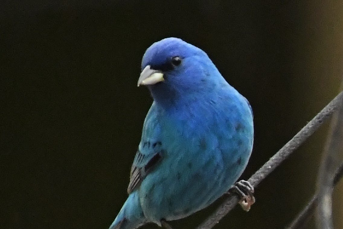 Birds of Carver County: Indigo Bunting