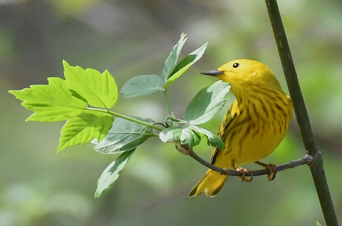 Birds of Carver County: Northern Yellow Warbler