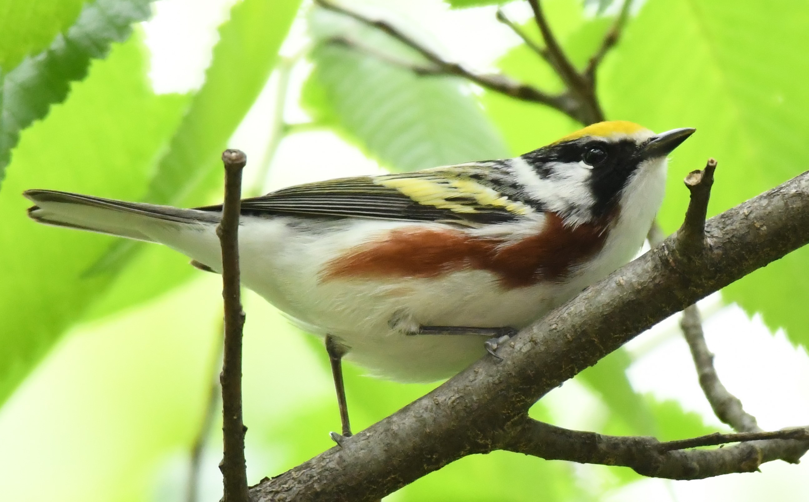 Birds of Carver County: Chestnut-sided Warbler